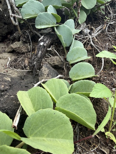 Cissus, 2026-01-18