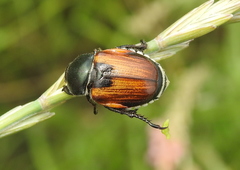 Anisoplia austriaca
