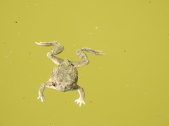 Incilius perplexus