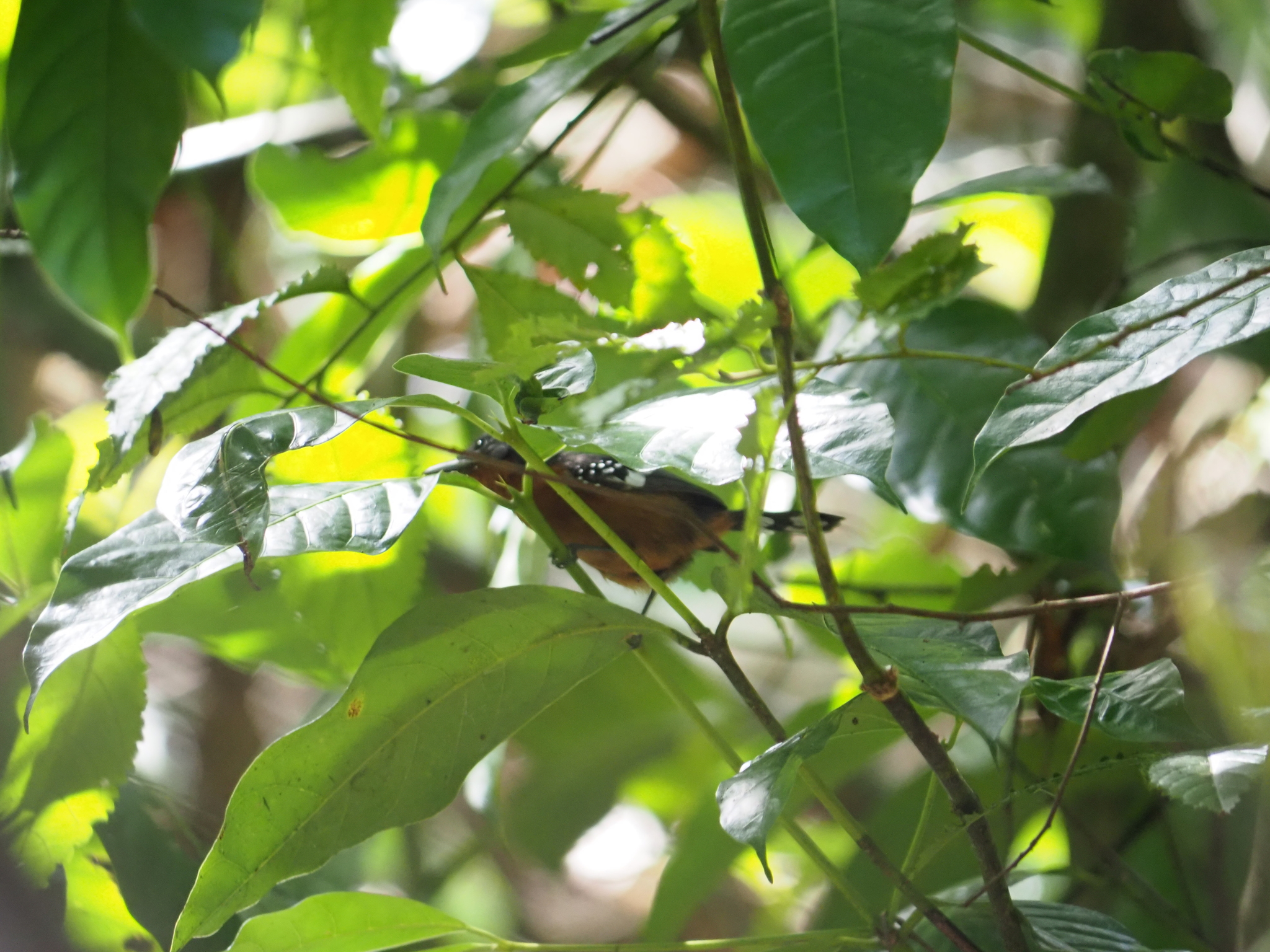 Dot-winged Antwren (Microrhopias quixensis), photo 1