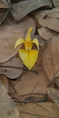 Butea monosperma lutea