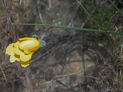 Gladiolus pritzelii