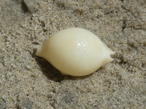 Pustularia cicercula observed 2026-01-19