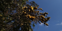 Butea monosperma lutea