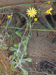 Oresbia heterocarpa