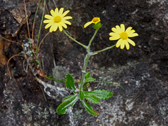 Oresbia heterocarpa