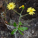 Oresbia heterocarpa - Photo (c) Felix Riegel, alguns direitos reservados (CC BY-NC), uploaded by Felix Riegel