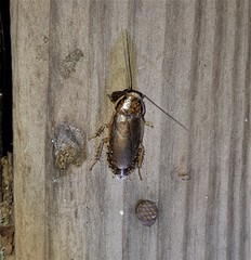 Nauphoeta cinerea
