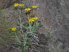 Oresbia heterocarpa