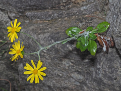 Oresbia heterocarpa