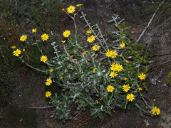 Oresbia heterocarpa