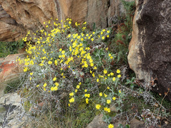 Oresbia heterocarpa