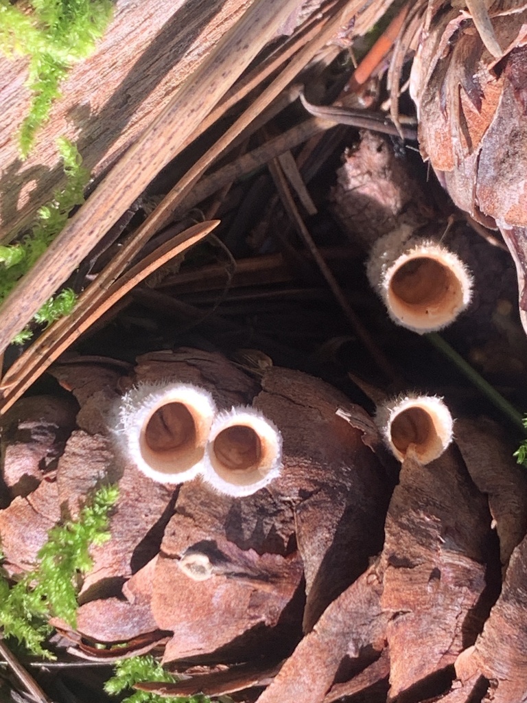 Nidula niveotomentosa · January 2026 · photo: © davidbroadland (iNaturalist, cc0)