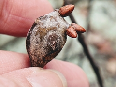 Zapatella quercusphellos