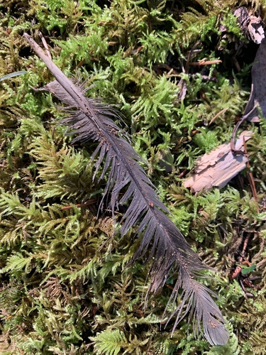 Band-tailed Pigeon (Patagioenas fasciata), photo 6