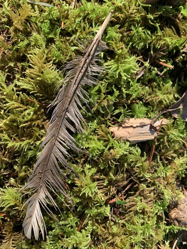 Band-tailed Pigeon (Patagioenas fasciata), photo 7