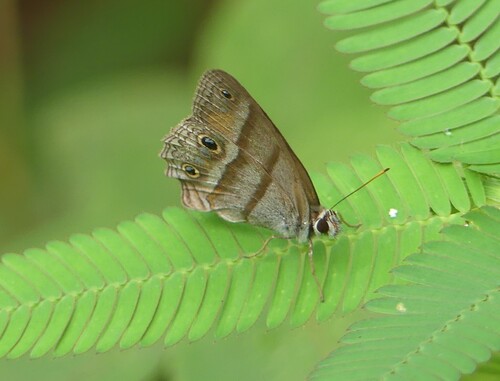 Penelope's Ringlet