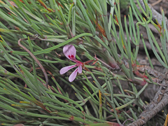 Pelargonium laevigatum oxyphyllum