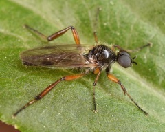 Bibio articulatus