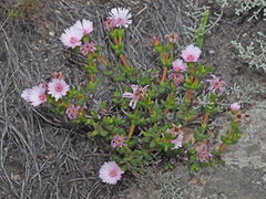 Oscularia cedarbergensis