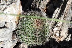 Mammillaria mystax
