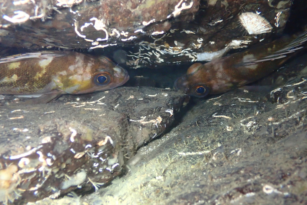 Copper rockfish (Sebastes caurinus) — Sebastidae