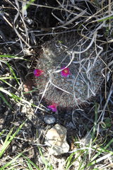 Mammillaria haageana conspicua