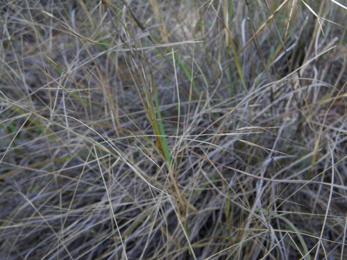 White speargrass (Aristida leptopoda)