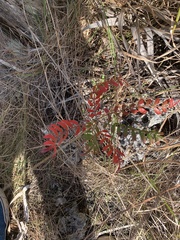 Rhus copallina image