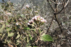 Ageratina tomentella