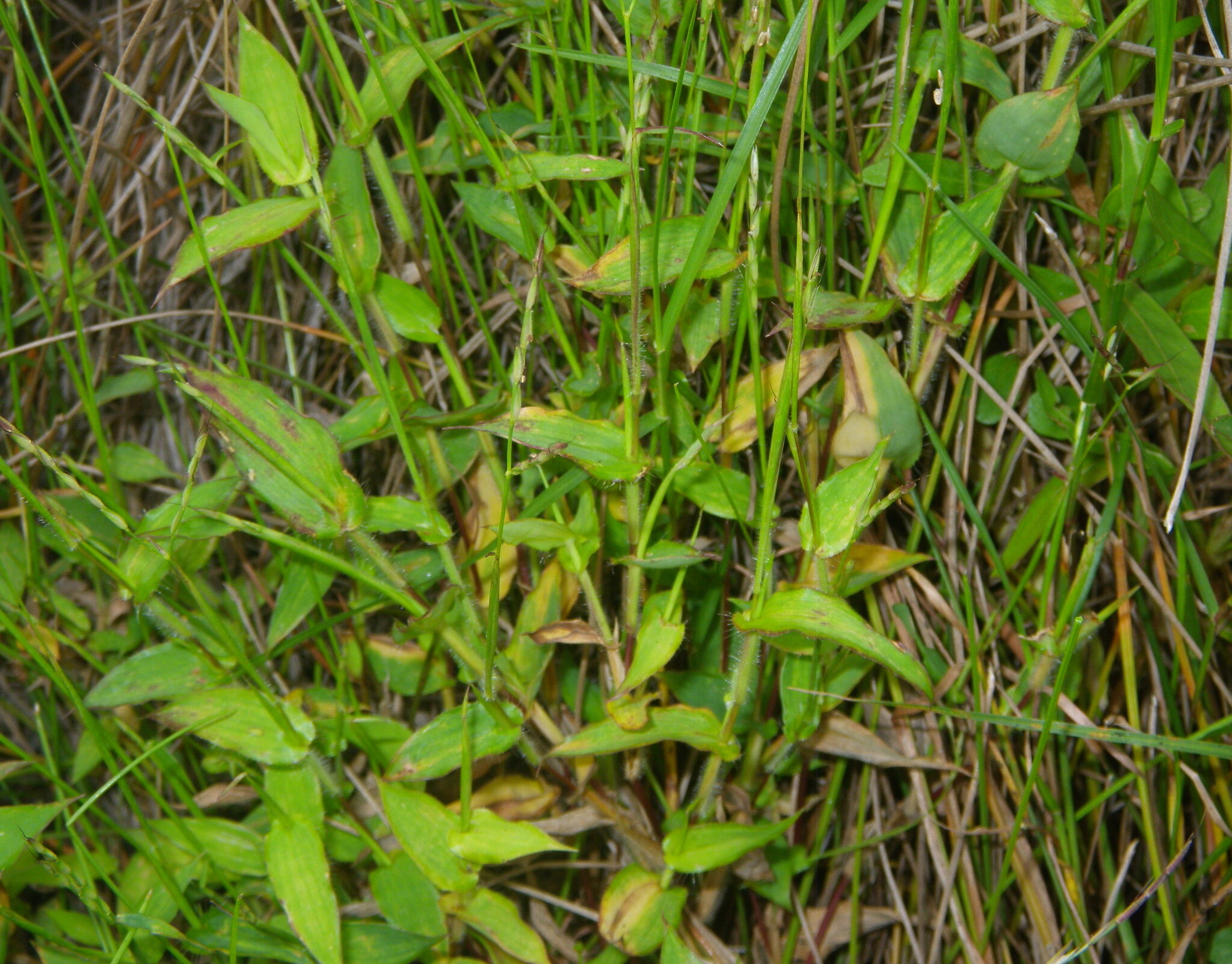 Small Carpetgrass (Arthraxon hispidus)