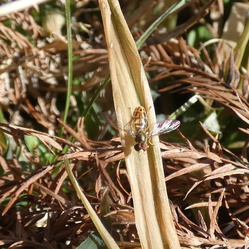 Unknown species found near Highlands/Perkins, Baton Rouge, LA, USA