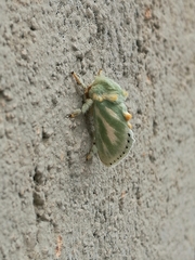 Coenobasis amoena