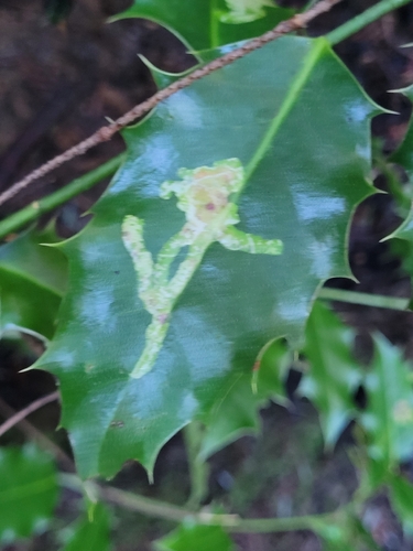 Unknown species found near Snohomish County, US-WA, US