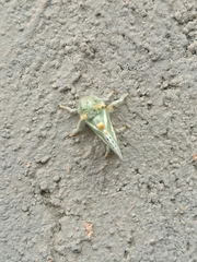 Coenobasis amoena
