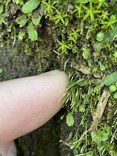 Anomobryum julaceum observed 2026-01-18