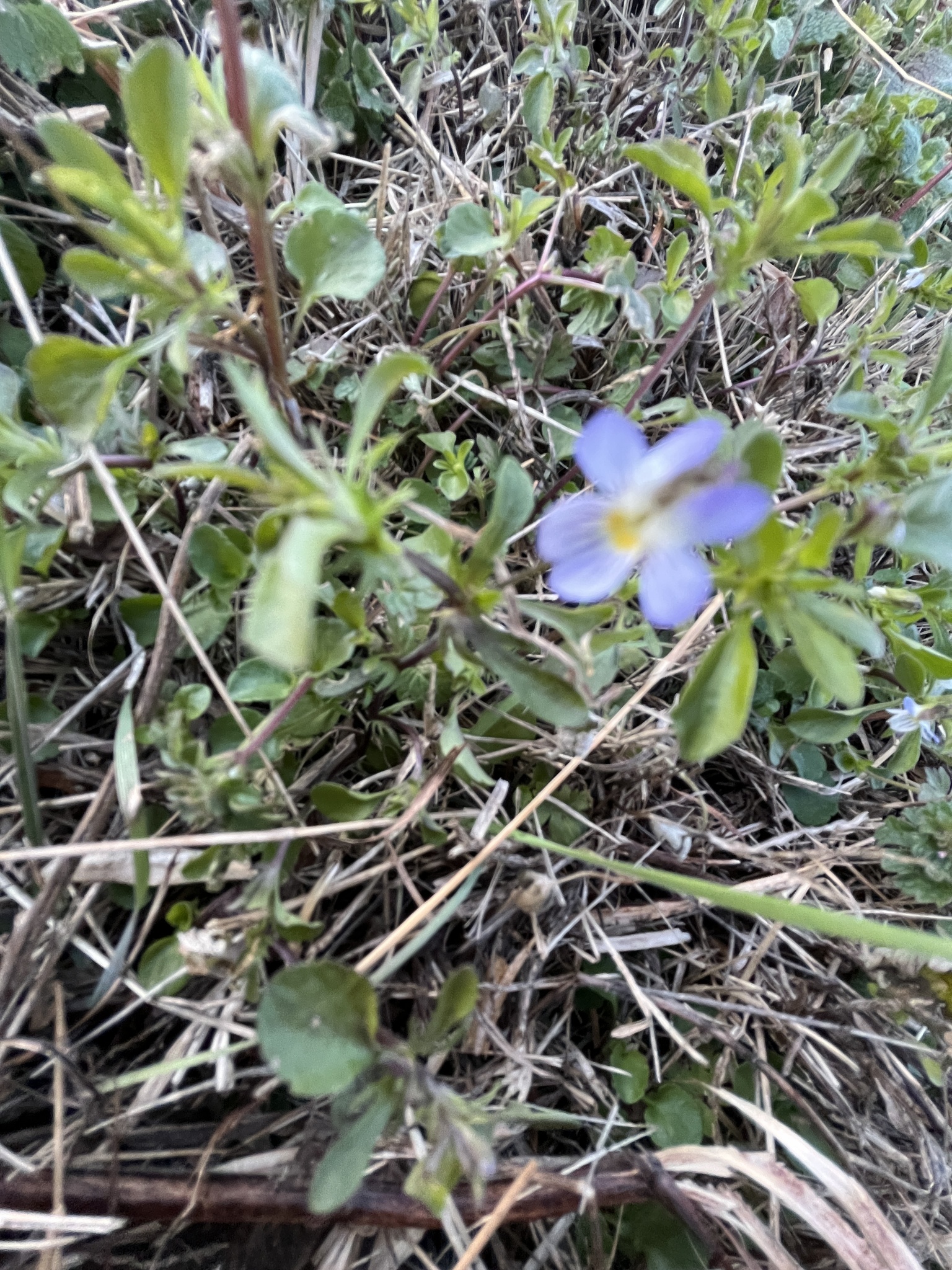 Field pansy