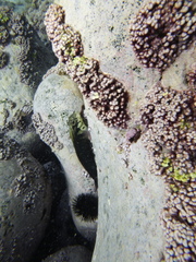 Ophioblennius atlanticus