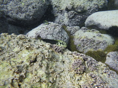 Ophioblennius atlanticus