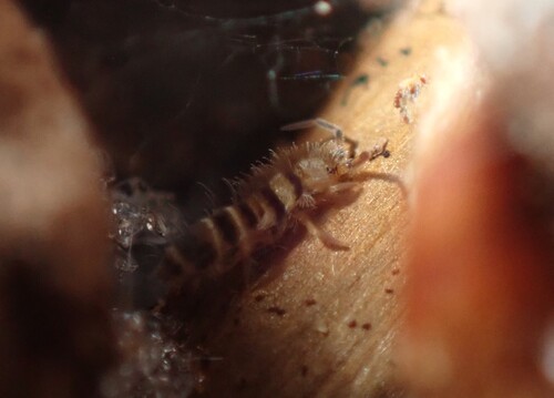 Praani Insect Observations by brenainn · iNaturalist