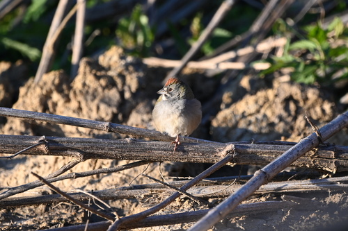 Green-tailed Towhee (Pipilo chlorurus), photo 3