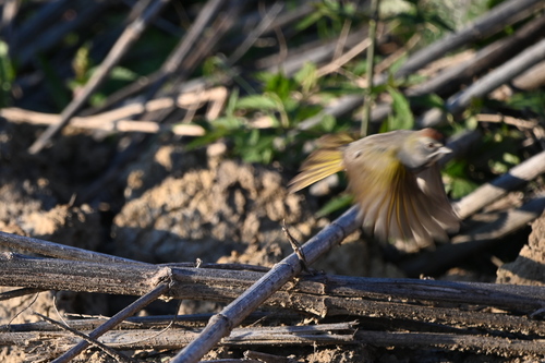 Green-tailed Towhee (Pipilo chlorurus), photo 4