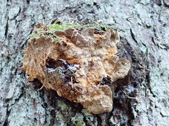 Phellinus abietis