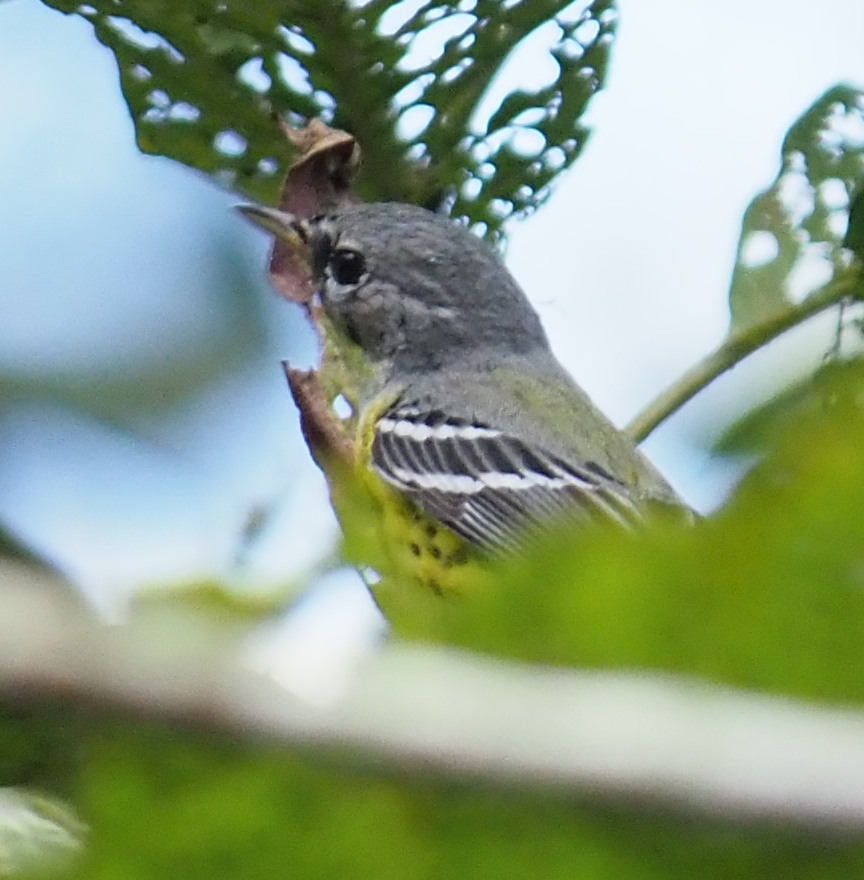 Magnolia Warbler (Setophaga magnolia), photo 5