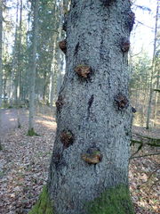 Phellinus abietis