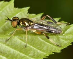 Actina viridis