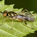 Actina viridis - Photo (c) skitterbug, μερικά δικαιώματα διατηρούνται (CC BY), uploaded by skitterbug
