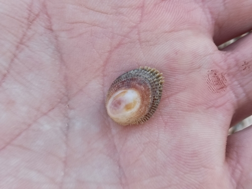 Pilosabia trigona observed 2026-01-18