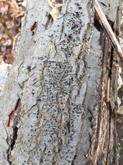 Barbatosphaeria barbirostris