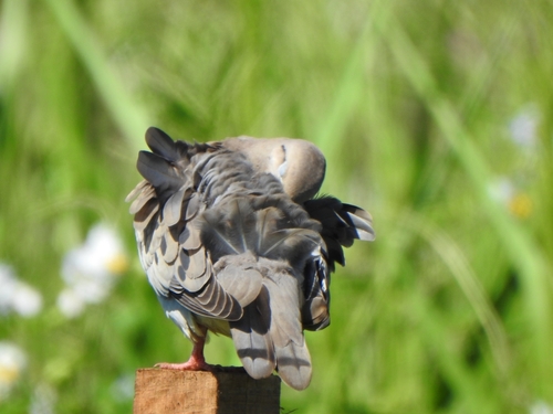 Eared Dove (Zenaida auriculata), photo 6